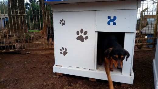 Cães na nova moradia feita por funcionários da Zagonel